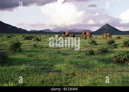 Elefanten im grünen blühenden Rasen nach Regen Samburu National Reserve Kenia in Ostafrika Stockfoto