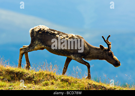 Wald-Rentier (Rangifer Tarandus Fennicus) Stockfoto