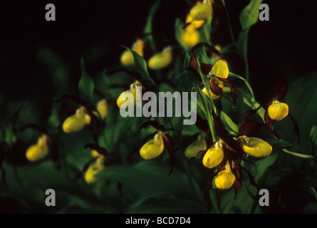 Lady Slipper Orchidee Cypripedium Calceolus schwarzen Hintergrund Stockfoto