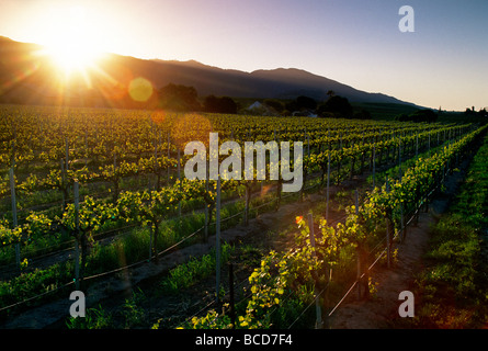 Ein Weinberg in der späten Nachmittagssonne SALINAS VALLEY Kalifornien leuchtet Stockfoto