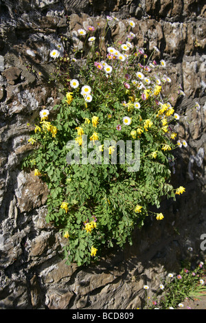 Gelbe Corydalis, Corydalis Lutea, Fumariaceae und mexikanischen Berufkraut, Erigeron Karvinskianus, Asteraceae, wachsen auf eine Steinmauer Stockfoto