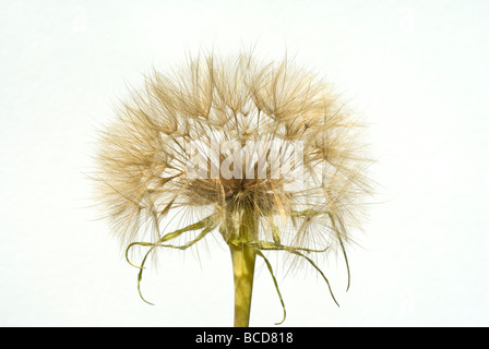 Samen-Leiter der gemeinsamen Schwarzwurzeln Pflanzen Tragopogon Porrifolius vor einem weißen Hintergrund Stockfoto