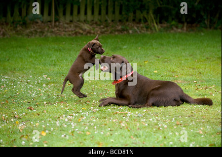 Chocolate Labrador-Welpe mit älteren Hund spielen Stockfoto