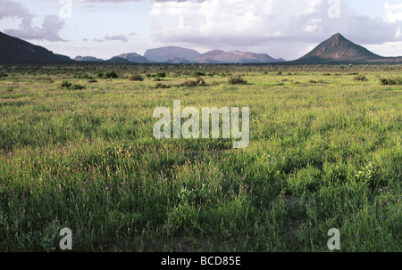 Grüne Blüte grass nach Regen Samburu National Reserve Kenya Ost Afrika Granit Inselberg Höhepunkt der Ololokwe im Hintergrund Stockfoto