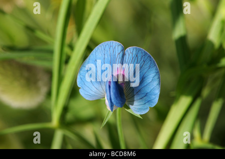 Erbse Platterbsen (Lathyrus Sativus Var azureus Stockfoto