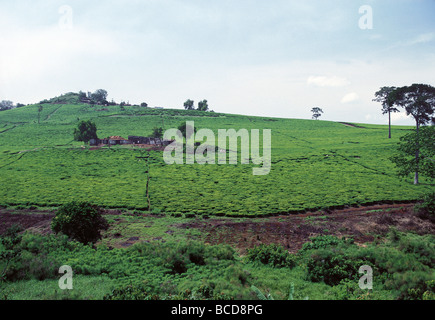 Teeplantagen in Kampala Jinja Straßenrand Ostafrika Uganda Stockfoto