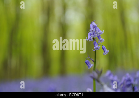 Eine gemeinsame Bluebell Hyacinthoides non Scripta in einem Teppich aus Glockenblumen vor einem verschwommenen Hintergrund Wald Stockfoto