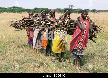 Fünf 5 Massai-Frauen tragen Bündel Holz Aitong Ebenen in der Nähe von Masai Mara National Reserve Kenia in Ostafrika Stockfoto