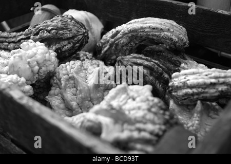 Cucurbita Maxima, eines mindestens fünf Arten von kultivierten Kürbis gehört zu den vielfältigsten domestizierten Arten, vielleicht wi Stockfoto