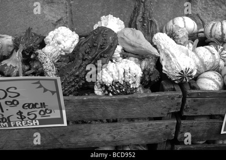 Cucurbita Maxima, eines mindestens fünf Arten von kultivierten Kürbis gehört zu den vielfältigsten domestizierten Arten, vielleicht wi Stockfoto