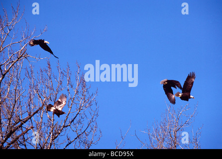 Reife Erwachsene und unreifen jungen Weißkopf-Seeadler (Haliaeetus Leucocephalus) fliegen in den Himmel Stockfoto