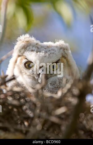 Große gehörnte Eule Babys Nestlingszeit im Nest Stockfoto