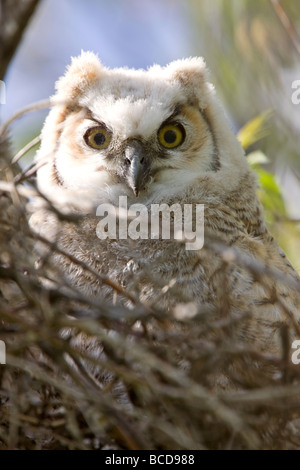 Große gehörnte Eule Babys Nestlingszeit im Nest Stockfoto