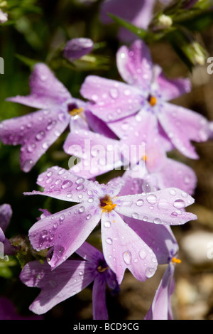 Lila Blumen und Morgentau Stockfoto