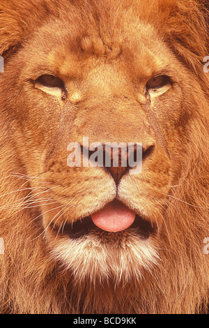 Afrikanischer Löwe männlich Panthera Leo Santa Barbara Zoo California Stockfoto
