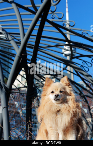 Haustier Hund Besuch Menuetts Abschnitt von Toronto Musik Garten mit CN Tower im Hintergrund Stockfoto