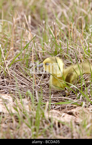 Baby Gänse Gänsel in Grass Saskatchewan Stockfoto