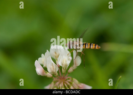Hoverfly Landung auf Blume Stockfoto