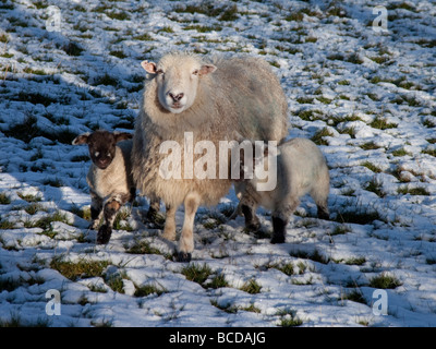 Schafe mit Lämmern Baby an kalten verschneiten Morgen im winter Stockfoto