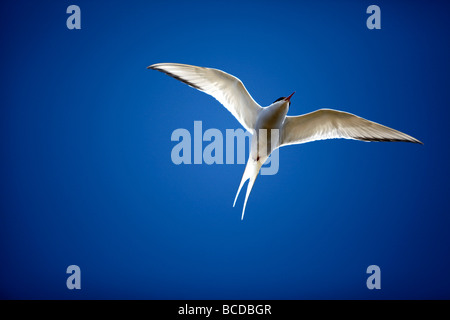 Küstenseeschwalbe Sterna Paradisaea Grimsey Island am Polarkreis, Island Stockfoto