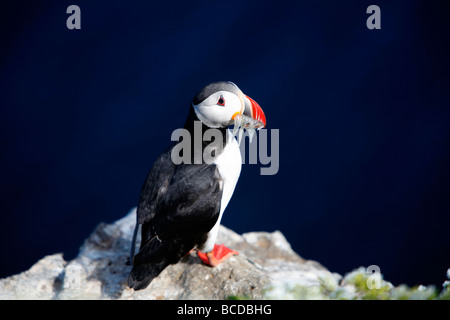 Papageitaucher Fratercula Arctica Grimsey Island am Polarkreis, Island Stockfoto