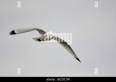 DREIZEHENMÖWE, Rissa Tridactyla, im Flug Stockfoto