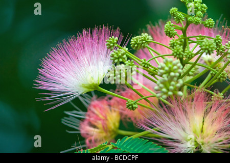 "Mimosa Baum" "Albizia Julibrissin" Stockfoto