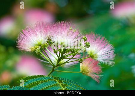 "Mimosa Baum" "Albizia Julibrissin" Stockfoto