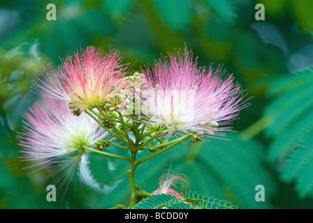 "Mimosa Baum" "Albizia Julibrissin" Stockfoto