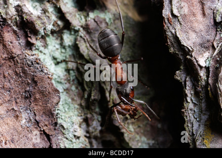 Formica Rufa, die südlichen Waldameise oder Pferd Ameise. Ein Arbeiter mit Beute. Stockfoto