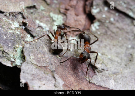 Formica Rufa, die südlichen Waldameise oder Pferd Ameise. Zwei Ameisen treffen und sagen Hallo. Stockfoto