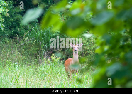 Whitetail Deer Odocoileus virginianus Stockfoto