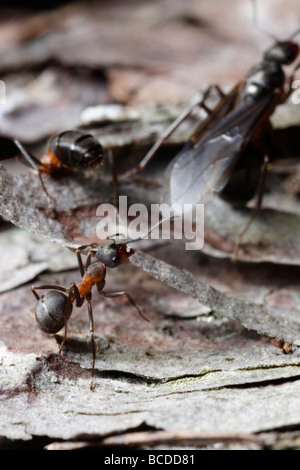 Formica Rufa, die südlichen Waldameise oder Pferd Ameise. Zwei Arbeiter sind eine geflügelte Frau zerstreuen. Stockfoto