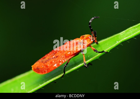 Red Bug in den parks Stockfoto