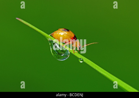 gelben Käfer und Tau in den parks Stockfoto