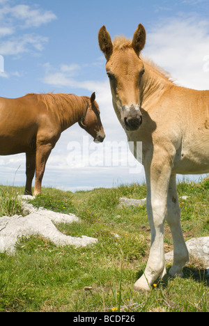 Zwei Pferde, eine Stute und Fohlen auf den Punto San Antonio in Asturien Spanien Stockfoto