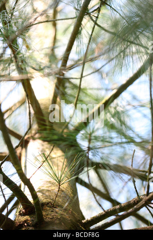 Pinus Wallichiania eine atemberaubende Kiefer Baum atmosphärischen JABP442 Stockfoto