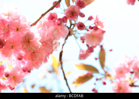 einen Vorgeschmack auf den Frühling Prunus Kirschblüte Kunstfotografie Jane Ann Butler Fotografie JABP456 Stockfoto