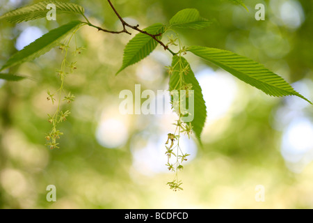 Acer Carpinifolium zierlichen herabhängenden Blütentrauben heimisch in Japan Kunstfotografie Jane Ann Butler Fotografie JABP452 Stockfoto