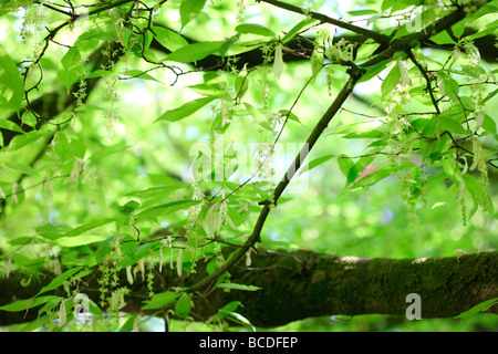 Acer Carpinifolium Hainbuchen Ahorn heimisch in Japan Kunstfotografie Jane Ann Butler Fotografie JABP448 Stockfoto