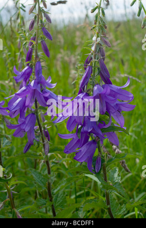 Kriechende Glockenblume [Campanula Rapunculoides] im Sheepcote Tal Brighton Stockfoto