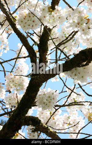 Frühling schöne Cluster der Blüte große weiße Kirsche Tai Haku Kunstfotografie Jane Ann Butler Fotografie JABP439 Stockfoto