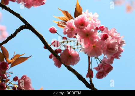 einen Vorgeschmack auf den Frühling Prunus Kirschblüte Kunstfotografie Jane Ann Butler Fotografie JABP453 Stockfoto