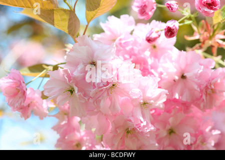 einen Vorgeschmack auf den Frühling Prunus japanische Kirschblüte Shirofugen Kunstfotografie Jane Ann Butler Fotografie JABP458 Stockfoto