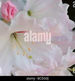 einen Vorgeschmack des Frühlings schöne weiße Rhododendron cluster mit blass rosa Knospe Kunstfotografie Jane Ann Butler JABP437 Stockfoto