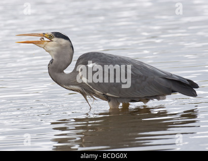 Grey Heron Ardea Cinera Angeln, in den Prozess der Fang und schlucken ein Winzling Stockfoto