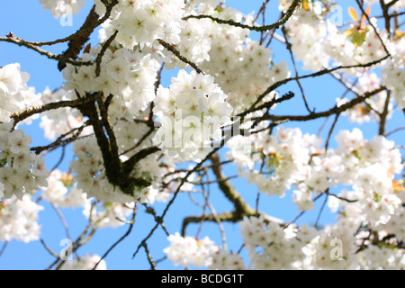 ein Vorgeschmack auf die große weiße Kirsche Tai Haku Kunstfotografie Jane Ann Butler Photog schöne Cluster der Blüte entspringen. Stockfoto