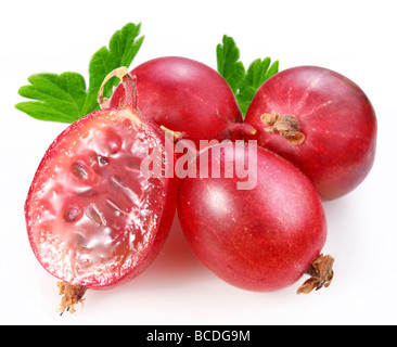 Beeren der Stachelbeere auf weißem Hintergrund Stockfoto