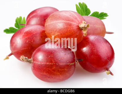 Beeren der Stachelbeere auf weißem Hintergrund Stockfoto