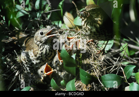 Einer europäischen Singdrossel Fütterung seiner gefräßigen Küken im Nest. Stockfoto